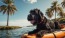 a dog in a kayak