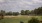 Plantation Palms